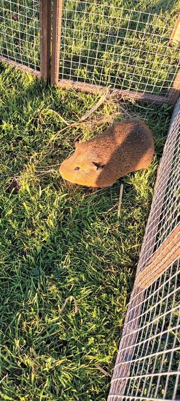 Bruin mannetjes cavia beschikbaar voor biedingen