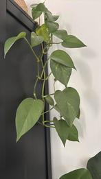 Stekje Philodendron, Huis en Inrichting, Kamerplanten, Groene kamerplant, Ophalen, Halfschaduw, Minder dan 100 cm
