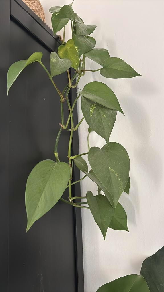 Stekje Philodendron, Huis en Inrichting, Kamerplanten, Minder dan 100 cm, Groene kamerplant, Halfschaduw, Ophalen