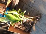 Canna bollen, Tuin en Terras, Bloembollen en Zaden, Ophalen, Volle zon, Knol