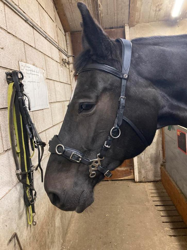 Luxe cavemore hoofdstel maat full., Dieren en Toebehoren, Paarden en Pony's | Hoofdstellen en Tuigage, Zo goed als nieuw, Dressuur