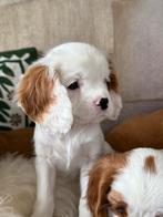 Update: Lieve en gezonde cavalier pup! Reutje, Dieren en Toebehoren, 8 tot 15 weken, CDV (hondenziekte), Meerdere, Meerdere dieren
