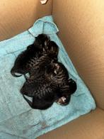 Prachtige europese korthaar kittens te koop, Dieren en Toebehoren, Katten en Kittens | Raskatten | Korthaar