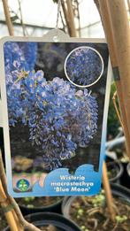 Top 10 klimplanten 175/200 vanaf €6,00, Ophalen, Zomer, Klimplanten, Volle zon