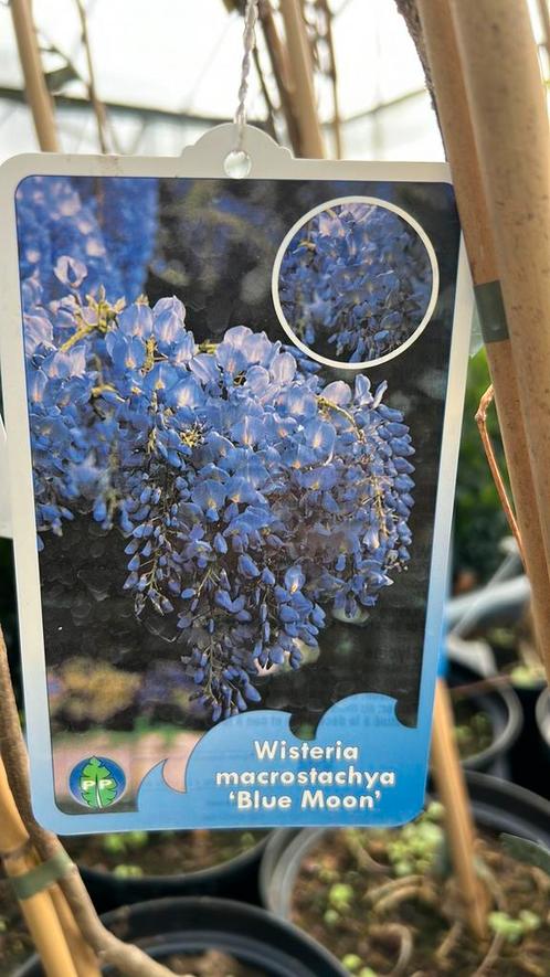Top 10 klimplanten 175/200 vanaf €6,00, Tuin en Terras, Planten | Tuinplanten, Klimplanten, Volle zon, Zomer, Ophalen