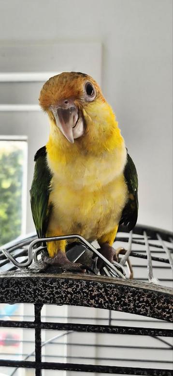 Hele tamme roestkop caique  beschikbaar voor biedingen