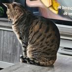 Savannah katten met stamboom, Dieren en Toebehoren, Katten en Kittens | Raskatten | Korthaar, Meerdere dieren, Gechipt, 6 jaar of ouder