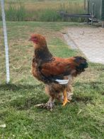 Grote Brahma hanen, Dieren en Toebehoren, Pluimvee, Mannelijk, Kip