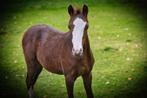 Welsh merrieveulen, Dieren en Toebehoren, Pony's, Merrie, Niet van toepassing, 0 tot 2 jaar, C pony (1.27m tot 1.37m)