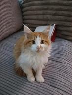 Main coon kittens te koop (katers), Dieren en Toebehoren, Katten en Kittens | Raskatten | Langhaar, Kater
