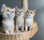 Britse korthaar kittens golden poesjes katertjes krabpaal, Dieren en Toebehoren, Katten en Kittens | Raskatten | Korthaar, Meerdere dieren