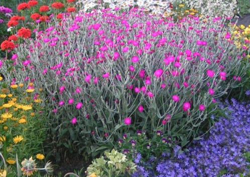 Prikneus donkerroze 2 euro, Tuin en Terras, Planten | Tuinplanten, Overige soorten, Volle zon, Zomer, Ophalen