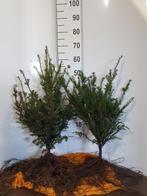 Taxus baccata (blote wortel), Ophalen, Taxus, Haag, Minder dan 100 cm