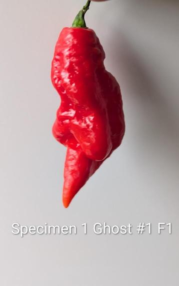 Ghost Pepper Zaden en Speciaal beschikbaar voor biedingen