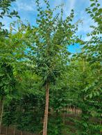 Zelkova serrata | japanse schijiniep in verschillende maten, Ophalen of Verzenden, Volle zon, Overige soorten