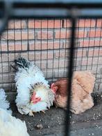 Mooi Cochin kriel haantje ( krulveer variant), Dieren en Toebehoren, Pluimvee, Mannelijk, Kip