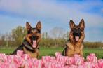 Duitse herder pups, Dieren en Toebehoren, Meerdere, Meerdere dieren, Herder, Nederland