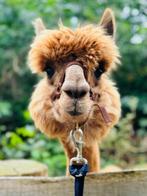 alpaca gemengde kudde: veulens merrie en (dekhengst)