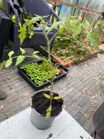 Tomaten stekjes couer tomaten, bio zaad, bio potgrond, Ophalen, Minder dan 100 cm, Overige soorten, Zomer