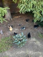 Serama hennen en hanen, Dieren en Toebehoren, Pluimvee, Meerdere dieren, Kip