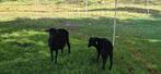 Ouessant ooi met ramlam, Dieren en Toebehoren, Schapen, Geiten en Varkens, Vrouwelijk, Schaap, 0 tot 2 jaar