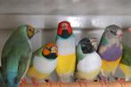 Gouldamadines, Dieren en Toebehoren, Vogels | Overige Vogels, Meerdere dieren, Tropenvogel