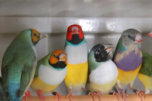 Gouldamadines, Dieren en Toebehoren, Vogels | Overige Vogels, Tropenvogel, Meerdere dieren