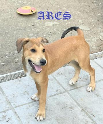 HzH-ARES, jong kereltje zoekt plek om op te groeien. Bij U? beschikbaar voor biedingen