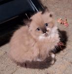 Ragdoll kittens gecertificeerde cattery Sourssi, Meerdere dieren, Gechipt, 0 tot 2 jaar