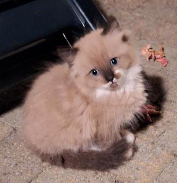 Ragdoll kittens gecertificeerde cattery Sourssi beschikbaar voor biedingen