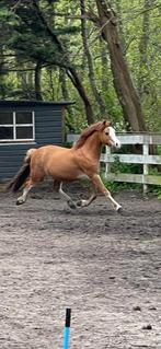 Chique b welsh, Ruin