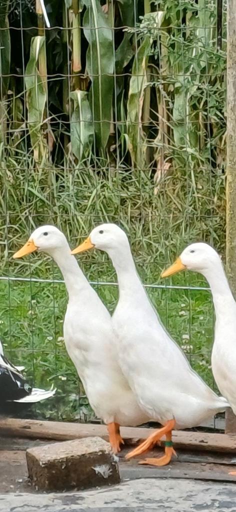 Dwerg loopeenden  mini, Dieren en Toebehoren, Pluimvee, Eend, Geslacht onbekend
