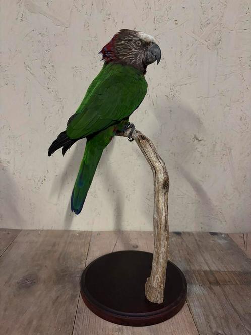 Zeer mooi geprepareerde kraagpapegaai!, Verzamelen, Dierenverzamelingen, Nieuw, Opgezet dier, Vogel, Ophalen