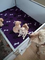 Labradoodle pups medium, Overige rassen, 8 tot 15 weken, Parvo, Meerdere