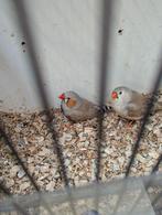 TROPEN vogels, Dieren en Toebehoren, Vogels | Overige Vogels, Meerdere dieren