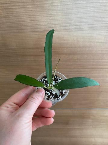Hoya scortechinii nr 1. beschikbaar voor biedingen