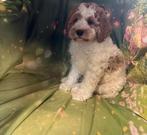 te koop Australië labradoodle, Dieren en Toebehoren, HCC (leverziekte), Overige rassen, 8 tot 15 weken, Meerdere dieren