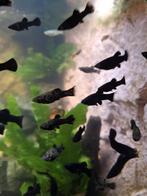 Black molly s, Dieren en Toebehoren, Vissen | Aquariumvissen, Vis