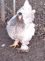 Zijdehoen kriel hennetjes en brahma hennen (groot)  te koop!, Dieren en Toebehoren, Pluimvee, Vrouwelijk, Kip
