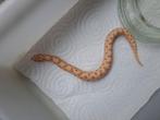 0.1 Heterodon nasicus albino conda 66% het Axanthic NK25, Dieren en Toebehoren, Reptielen en Amfibieën, Slang, 0 tot 2 jaar