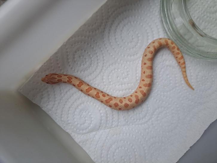 0.1 Heterodon nasicus albino conda 66% het Axanthic NK25, Dieren en Toebehoren, Reptielen en Amfibieën, Slang, 0 tot 2 jaar