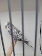 blackface, Dieren en Toebehoren, Mannelijk, Parkiet, Geringd