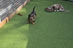 Teckel pups teefjes, Dieren en Toebehoren, Honden | Teckels en Dashonden, België, Particulier, CDV (hondenziekte), 8 tot 15 weken