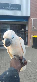 Molukken kaketoe 2025, Dieren en Toebehoren, Mannelijk, Papegaai, Tam