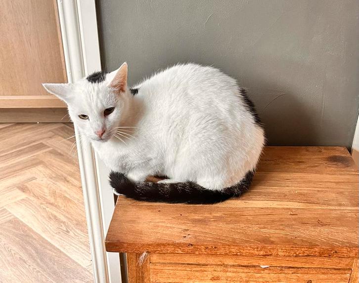 Siamees x Europees korthaar katertje gec 2 jaar, Dieren en Toebehoren, Katten en Kittens | Overige Katten, Kortharig, Kater, 0 tot 2 jaar