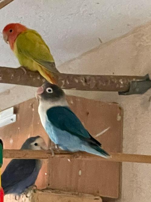 Prachtige Agapornis Fischerie Roseicolle Personata, Dieren en Toebehoren, Vogels | Parkieten en Papegaaien, Dwergpapegaai of Agapornis
