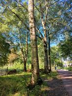 Bomen / haardhout  gevraagd, Tuin en Terras, Haardhout, Minder dan 3 m³, Ophalen