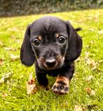 Dwergteckel pups 8 weken, Parvo, Reu, 8 tot 15 weken, Korthaar
