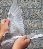 Postduif 100% Gebroeders Janssen., Dieren en Toebehoren, Vogels | Duiven, Vrouwelijk, Postduif