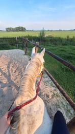 Verzorger aangeboden, Dieren en Toebehoren, Paarden en Pony's | Verzorgingsproducten, Ophalen, Nieuw